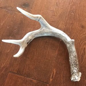 Whitetail Deer Shed